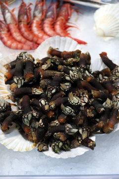 percebes frescos en el mostrador de la pescader&iacute;a o del restaurante