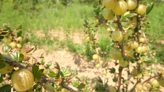 Plump green and yellow gooseberries hanging and swaying on a thorny branch while camera panning across the bush outdoors