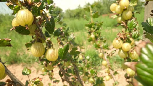 Ripe yellow and green gooseberries hanging and swaying on a thorny branch while camera panning and moving closer outdoors