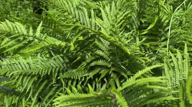 Close-up of green fern leaves in fresh summer forest.