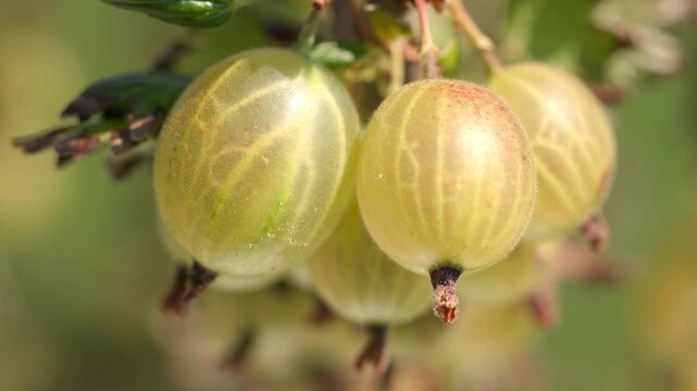 Ripe yellow and green gooseberries hanging and swaying gently on a leafy branch with thorns against a blurred outdoor background