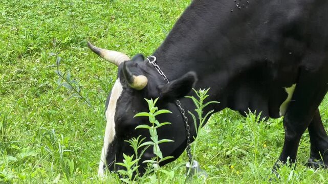 Black cow grazing on green meadow near forest.
