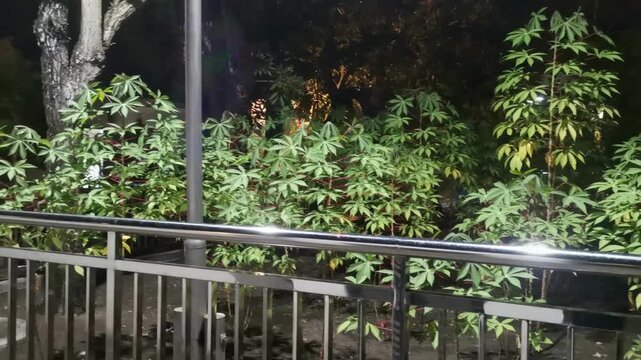Lush Green Cassava Plants Growing Beside a Metal Railing at Dusk