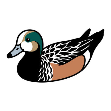 Chiloe Wigeon