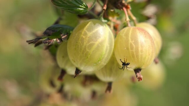 A small spider crawling across ripe green and yellow gooseberries hanging on a branch swaying gently in the wind outdoors with blurred green background