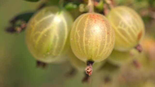Plump yellow and green gooseberries hanging and swaying gently on a thorny branch against a blurred background