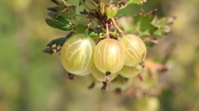 Slowly zooming towards plump yellow green gooseberries hanging on spiky branch outdoors