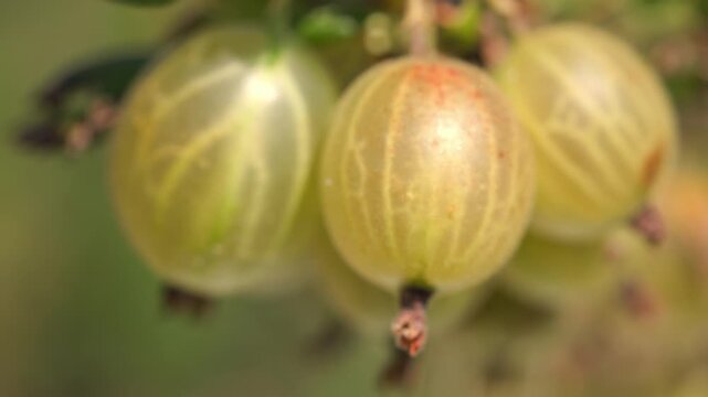 Plump green and yellow gooseberries hanging and swaying gently on a thorny branch while zooming out revealing more fruits against a blurred green background