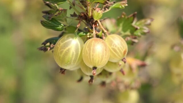 Ripe plump yellow and green gooseberries hanging on a thorny branch swaying gently outdoors with blurred green background