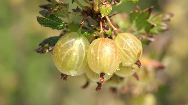 Zooming slowly on fresh juicy green and yellow gooseberries with water droplets hanging on a thorny branch against a blurred green background