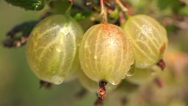 Slow zoom out shot of slowly from ripe juicy wet yellow and green gooseberries with water droplets hanging on a thorny branch against a blurred green background