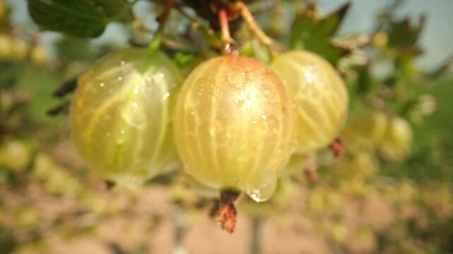 Zooming in slowly on succulent wet yellow and green gooseberries glistening with water drops hanging on a thorny branch against a blurred green background