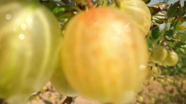 Panning out and focusing on plump juicy wet yellow and green gooseberries hanging and growing on a branch with thorns and leaves outdoors