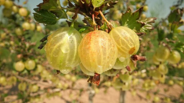 Showing succulent wet yellow and green gooseberries hanging and swaying on a thorny bush branch outdoors