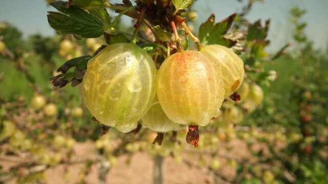 Juicy wet yellow and green gooseberries hanging and swaying on a thorny branch outdoors