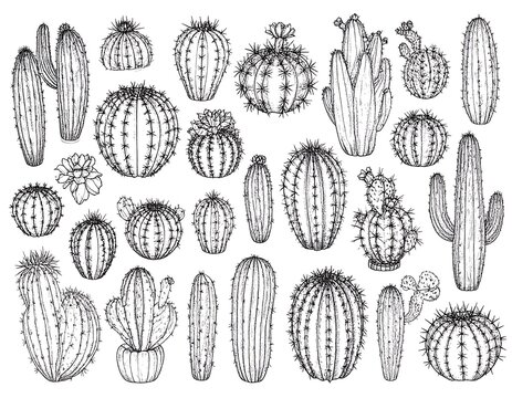 Collection of vintage decorative lace patterns and designs.
