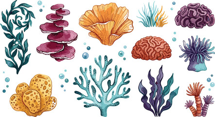 Hand Drawn Colorful Coral Reef Elements Set with Sea Anemones Sponges Seaweed and Water Bubbles for Marine Ecosystem Designs and Underwater Illustrations © Mdsahidul