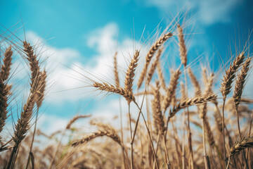 Fototapeta premium Low-angle view of ripening wheat crops reaching toward the sky. Agricultural landscape representing grain production, harvest season and rural abundance.