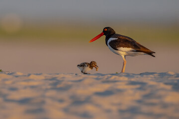 Adult American Oystercatcher standing beside its chick on a sandy beach at sunrise. A wildlife scene highlighting parental care, coastal bird nesting, and natural behavior in warm golden light. © jgorzynik