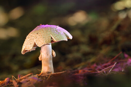 Agaricus silvaticus mushroom