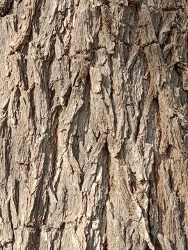 Close-up of the rugged bark on a Prosopis cineraria tree trunk, showcasing deep fissures, rich brown textures, and natural patterns of the resilient Ghaf tree in bright daylight.