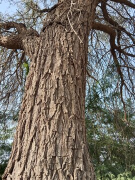 Close-up of the rugged bark on a Prosopis cineraria tree trunk, showcasing deep fissures, rich brown textures, and natural patterns of the resilient Ghaf tree in bright daylight.