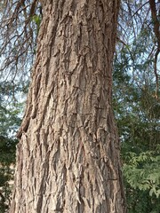 Fototapeta premium Close-up of the rugged bark on a Prosopis cineraria tree trunk, showcasing deep fissures, rich brown textures, and natural patterns of the resilient Ghaf tree in bright daylight.