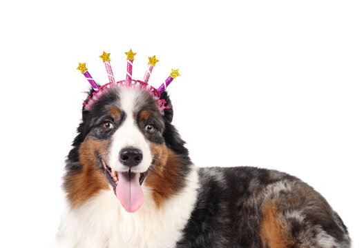 Isolated dog with happy birthday hat looking at camera. Dog with birthday celebration headband with text and candles with happy expression 10 years old, male, Australian shepherd. Selective focus.