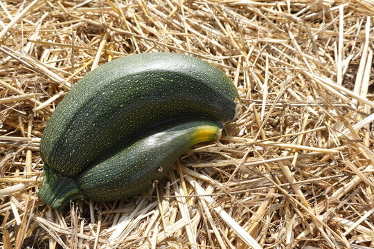 Zucchini squash growing naturally on straw, a freshly picked healthy organic vegetable harvest
