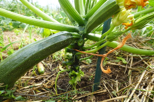 Zucchini plant growing in a home garden, showing fresh vegetable, green leaves, stem and yellow flowers for healthy eating