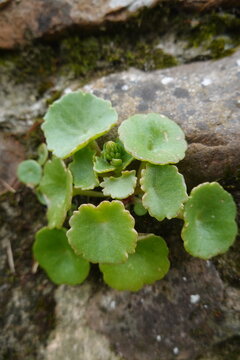 Navelwort succulent plant growing vigorously on rock wall