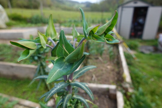 Caper spurge plant growing in a garden bed