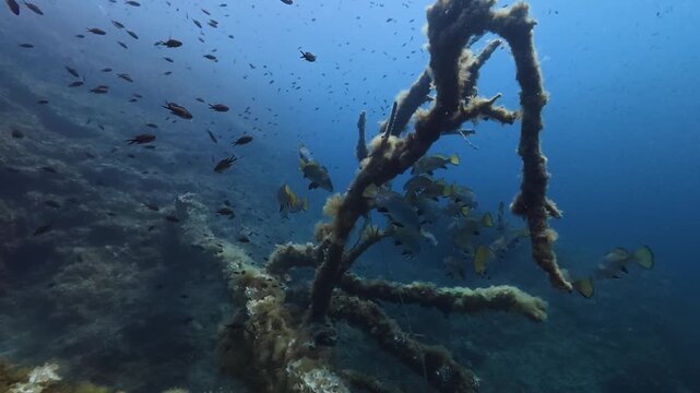 Underwater scene - Brown meagre fish shoal near a sunken tree