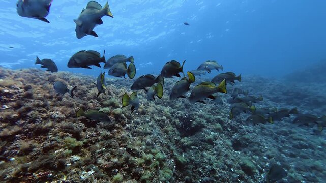 Sea life - Brown meeagre and breams fishes in shallow blue water