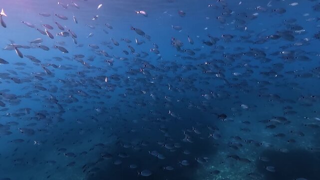 Big school of Saddled seabream fish in dark blue water