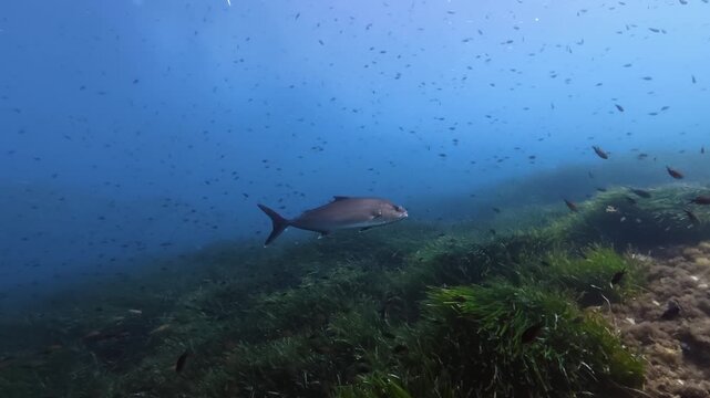 Big jack fish swimms in shallow water over a posidonia seaweed field