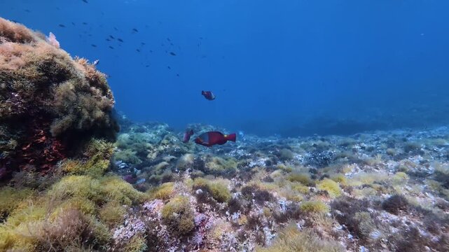 Two red parrot fish in a Mediterranean reef - Majorca underwater