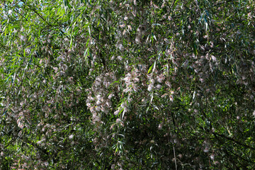 Dense green crown of a riverside willow is abundantly covered with fluffy white seeds in midsummer. Bright sunlight breaks through the narrow leaves, creating a beautiful natural texture. © Олег Струс