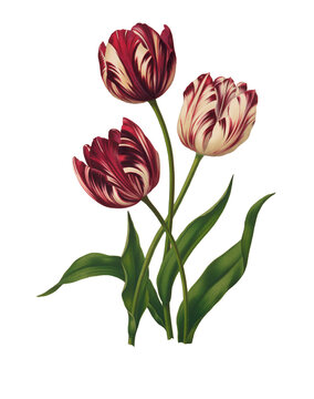bouquet of tulips