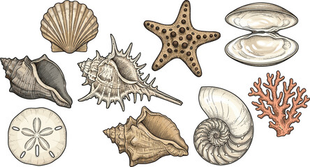 Vintage Engraving Style Colored Marine Life Vector Set with Scallop Starfish Open Clam Conch Sand Dollar Nautilus and Coral Reef Elements © Mst