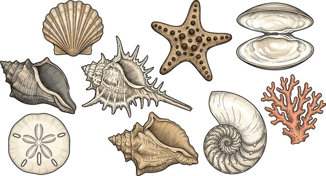 Vintage Engraving Style Colored Marine Life Vector Set with Scallop Starfish Open Clam Conch Sand Dollar Nautilus and Coral Reef Elements