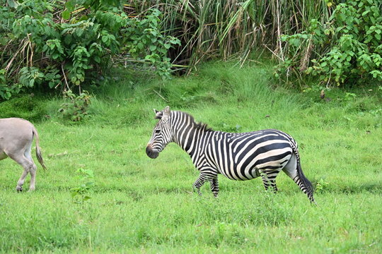 zebra and donkey grazing grass by the lake in uganda