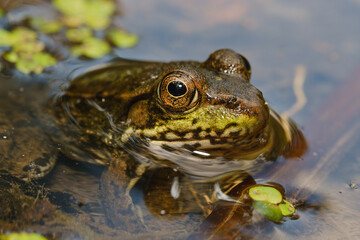 Obraz premium Big Frog Resting in Pond Wetland Habitat Wildlife