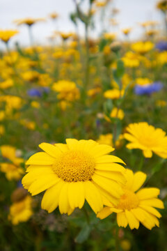 A wild flower meadow in Menabilly Cornwall