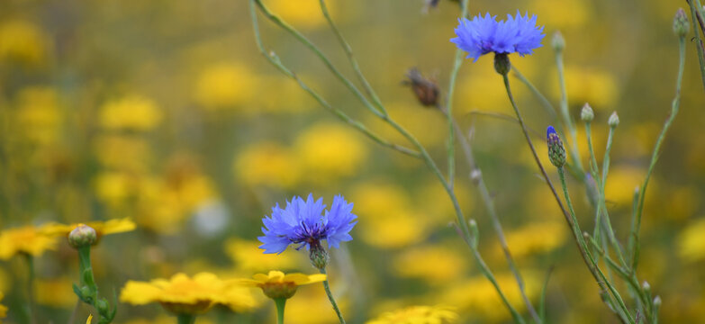 Corn flowers in a wild flower meadow at Menabilly Cornwall 