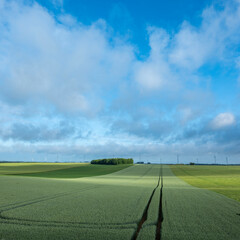 Fototapeta premium fields with young corn in countryside of northern france