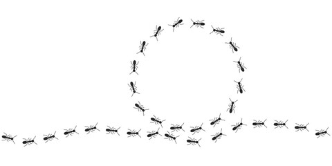 Fototapeta premium Circle frame of black ants marching banner isolated on white background. Circle silhouette. Numerous black ant silhouettes create an organised. Vector illustration. EPS10.