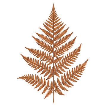 Dried Bracken Fern Frond Watercolor in Coppery Brown for Autumn Woodland Graphics
