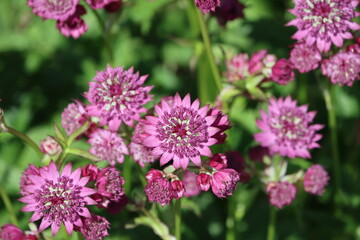 Fototapeta premium Sweden. Astrantia major, the great masterwort, is a species of flowering plant in the family Apiaceae, native to central and eastern Europe. 