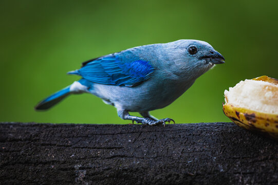 Blue-gray tanager (Thraupis episcopus)